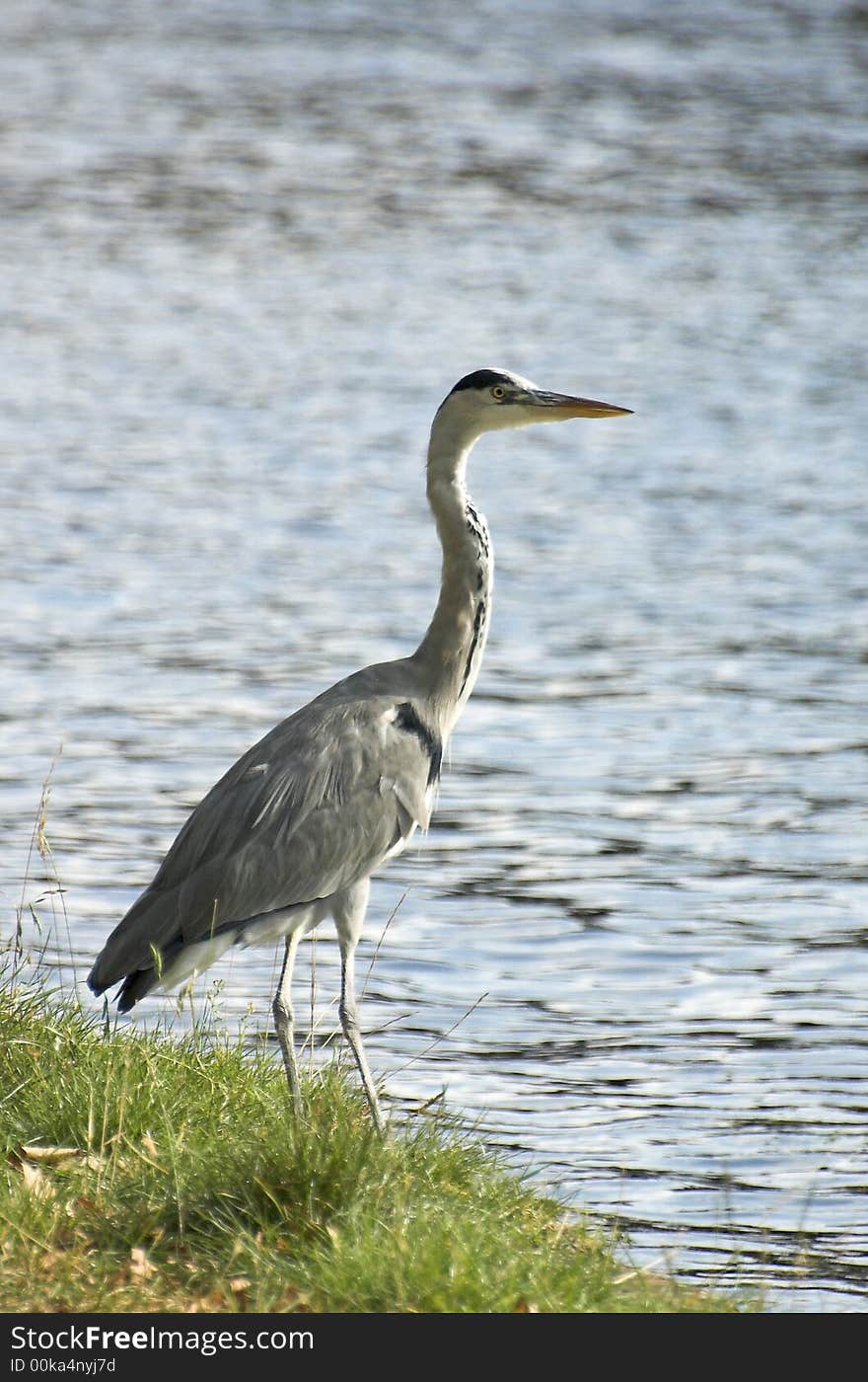 Grey heron waiting at the edge of a canal. Grey heron waiting at the edge of a canal