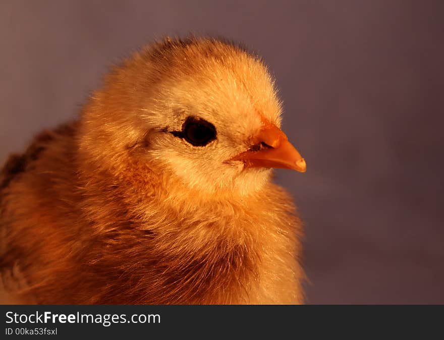 Aracauna Chick 6