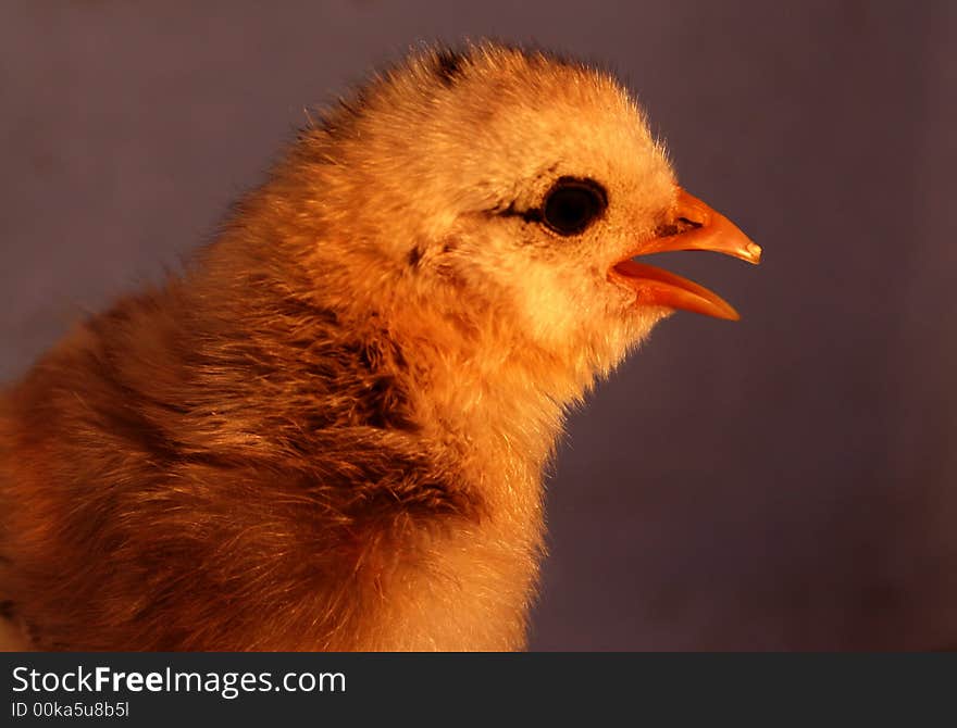 Aracauna Chick 7