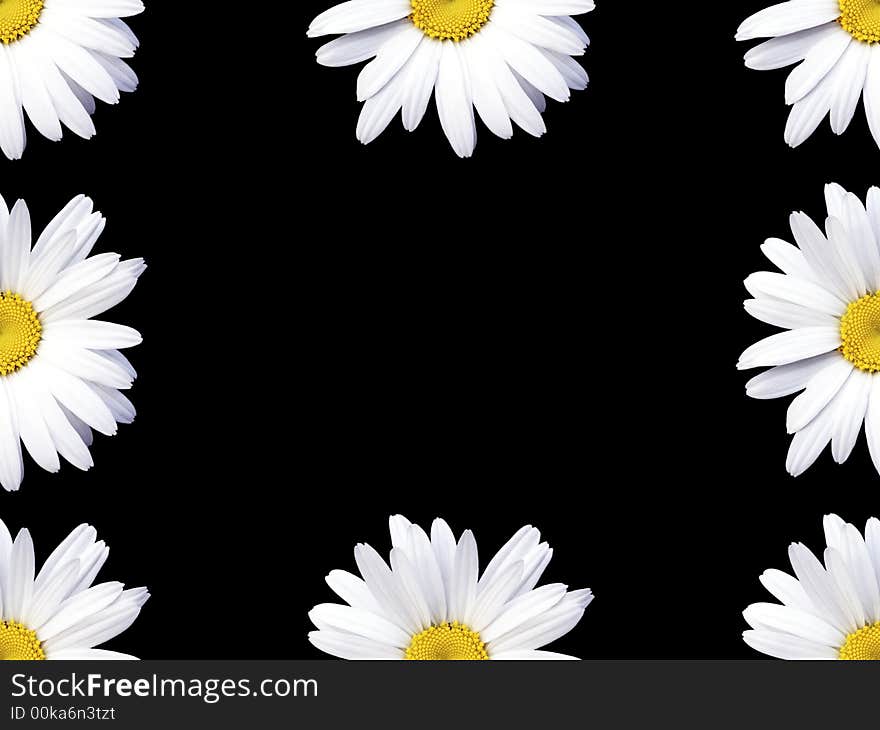 Camomile flowers frame