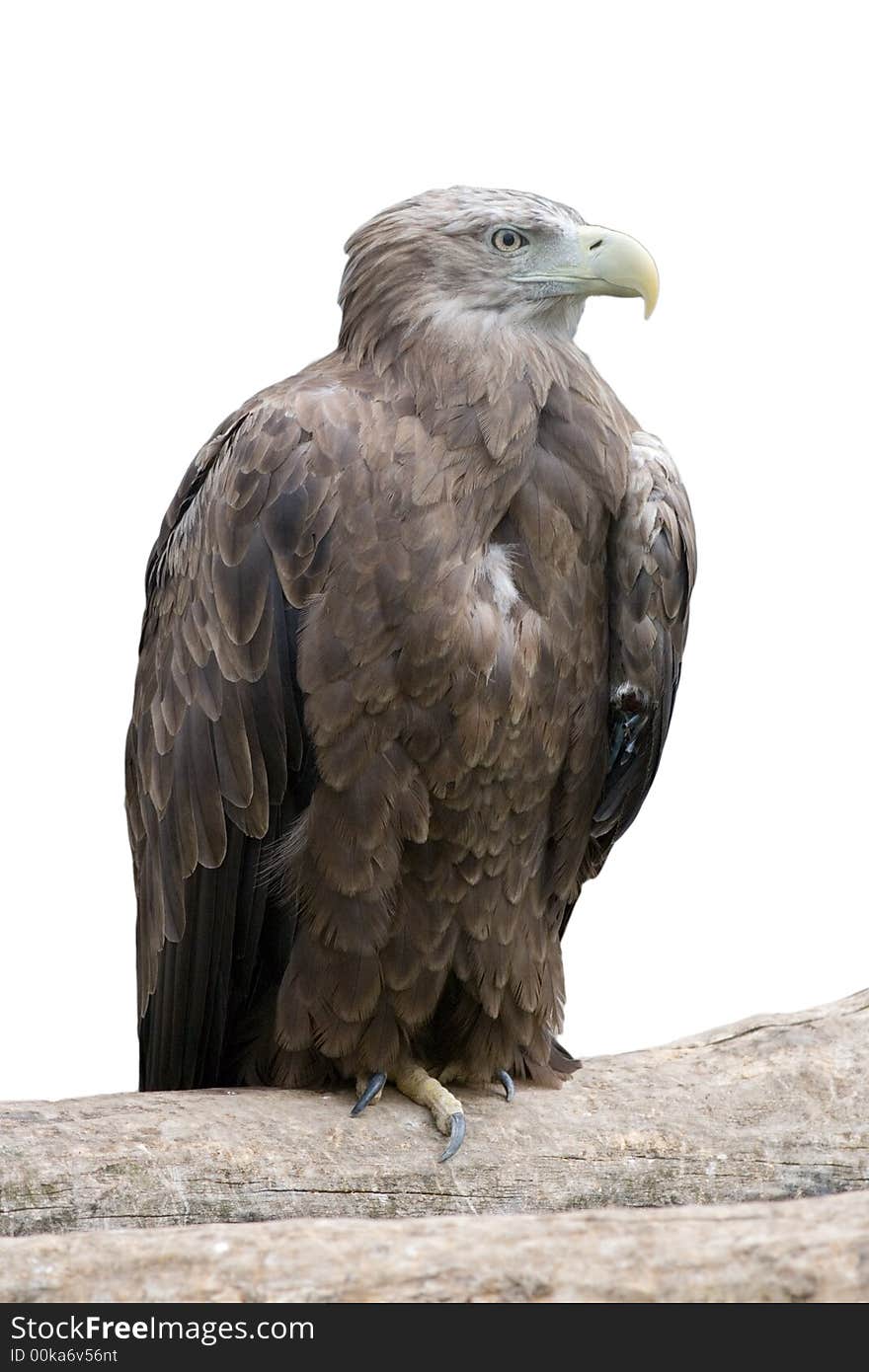 Eagle sitting on a log in rocks, isolated white. Eagle sitting on a log in rocks, isolated white