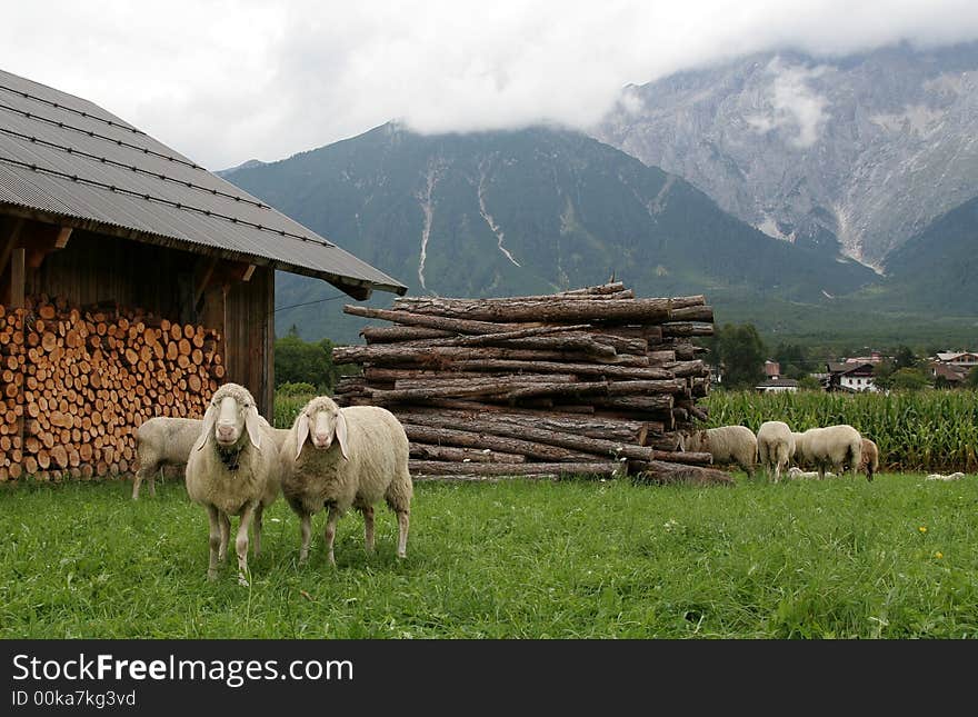 Mountain sheep 2