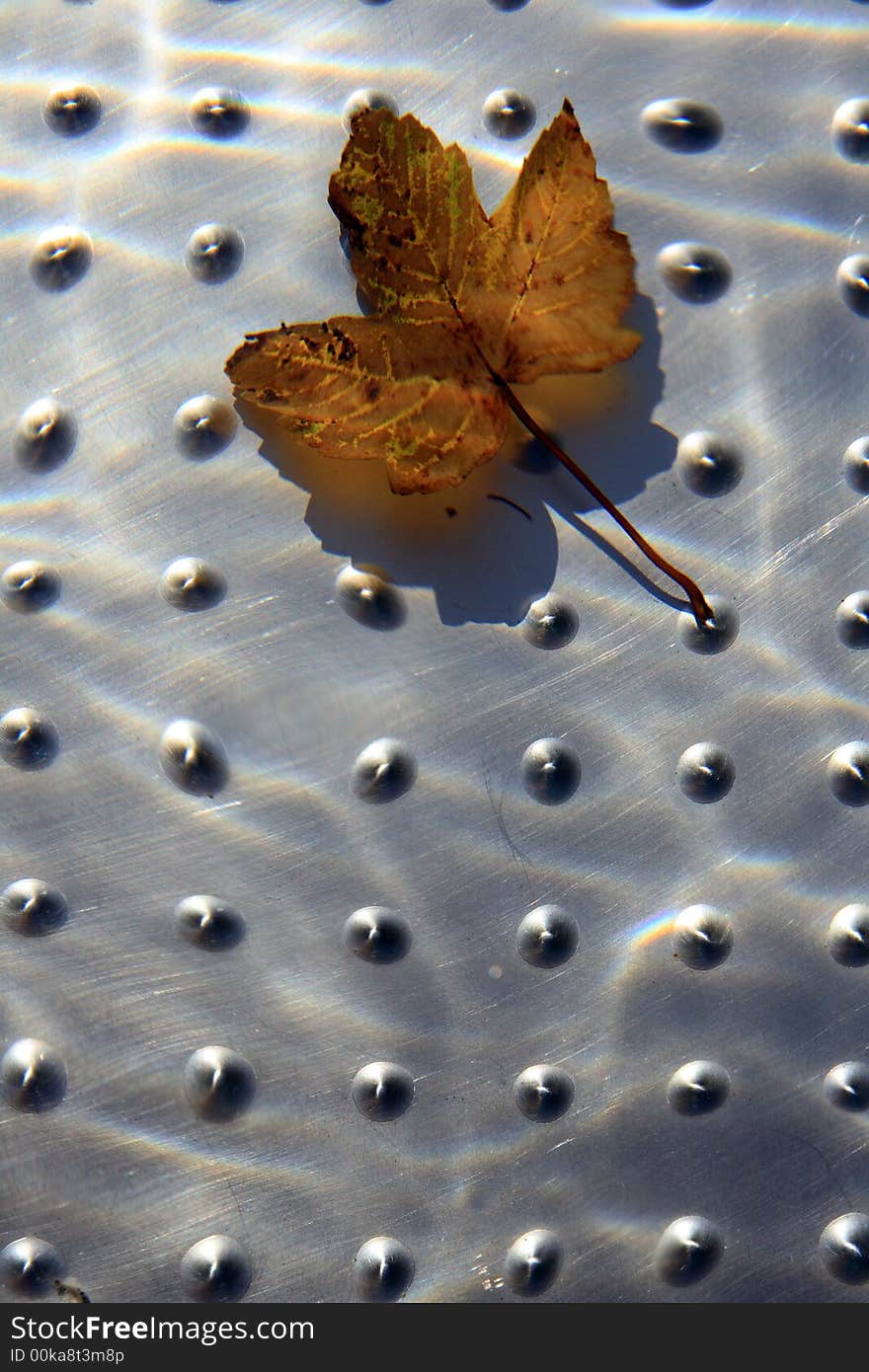 leaf floating in a pool made of stainless steel. leaf floating in a pool made of stainless steel