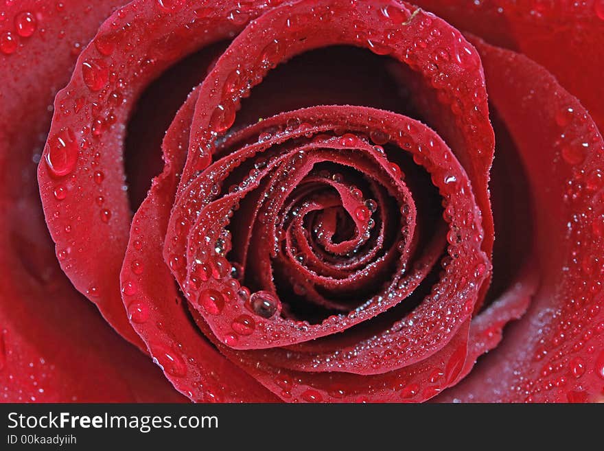 Red rose with drops close up