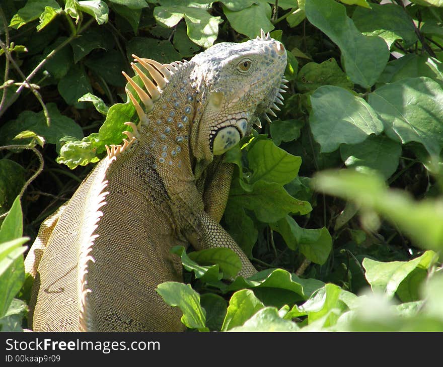 Tropical exotic majestic vegetarian reptile. Tropical exotic majestic vegetarian reptile