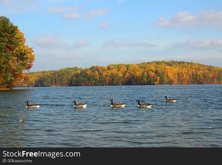 5 geese swimming in the reservoir with the fall foliage in the background. 5 geese swimming in the reservoir with the fall foliage in the background.