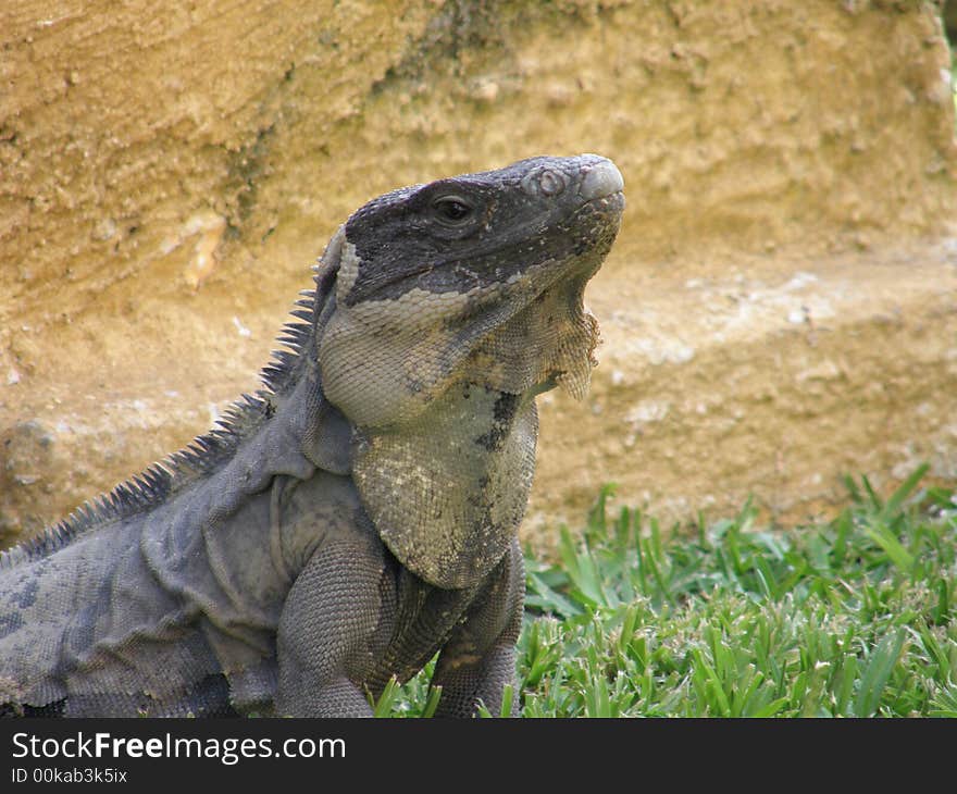 Tropical Exotic Animal Lizard Gecko. Tropical Exotic Animal Lizard Gecko