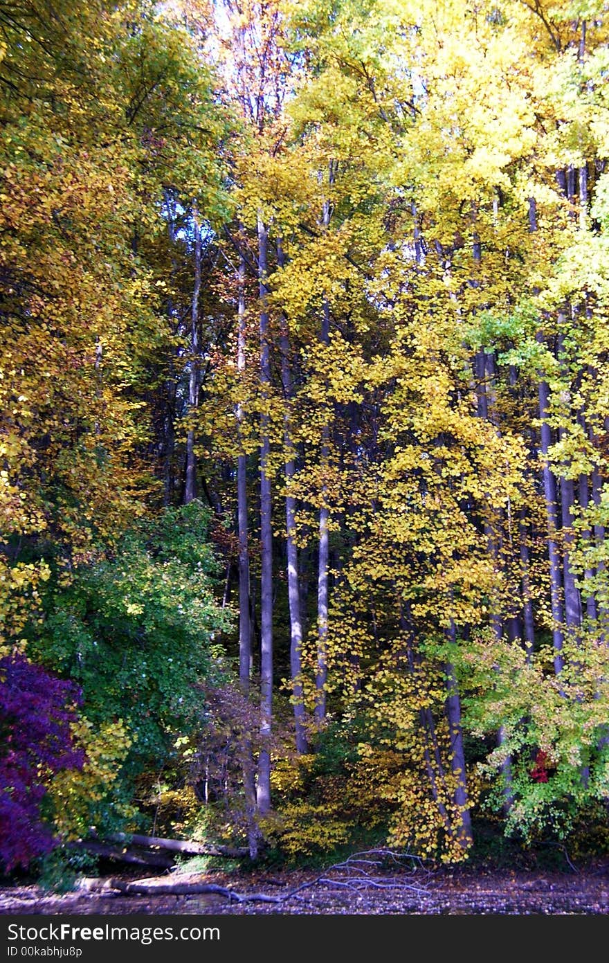 Fall foliage in the forest. Yellow, red, green, rust, leaves