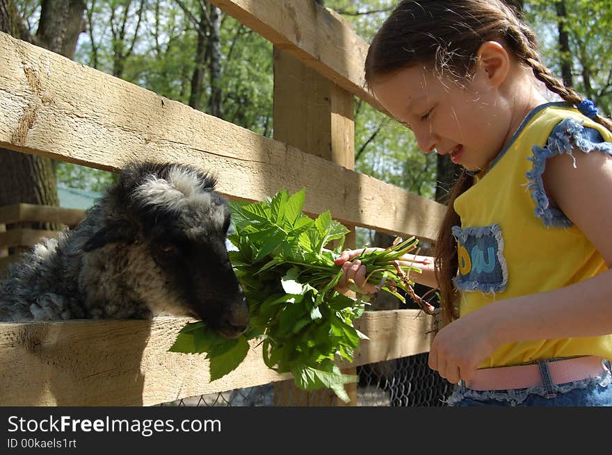 The girl on the farm at spring. Young girl feeding her sheep with fresh green grass