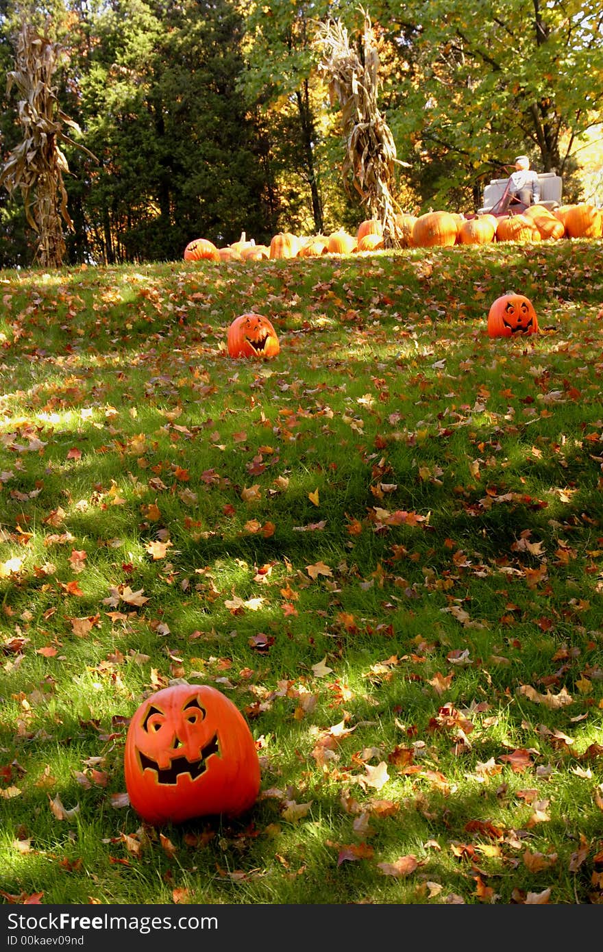 Stray pumpkins at the fall pumpkin patch. Stray pumpkins at the fall pumpkin patch