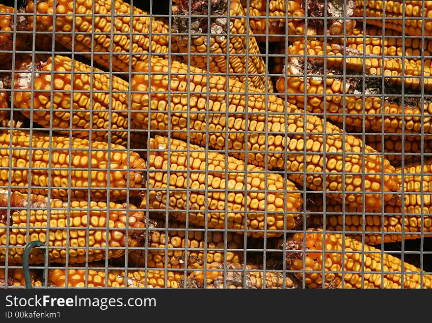 Yellow chicken corns - captured in countryside. Yellow chicken corns - captured in countryside