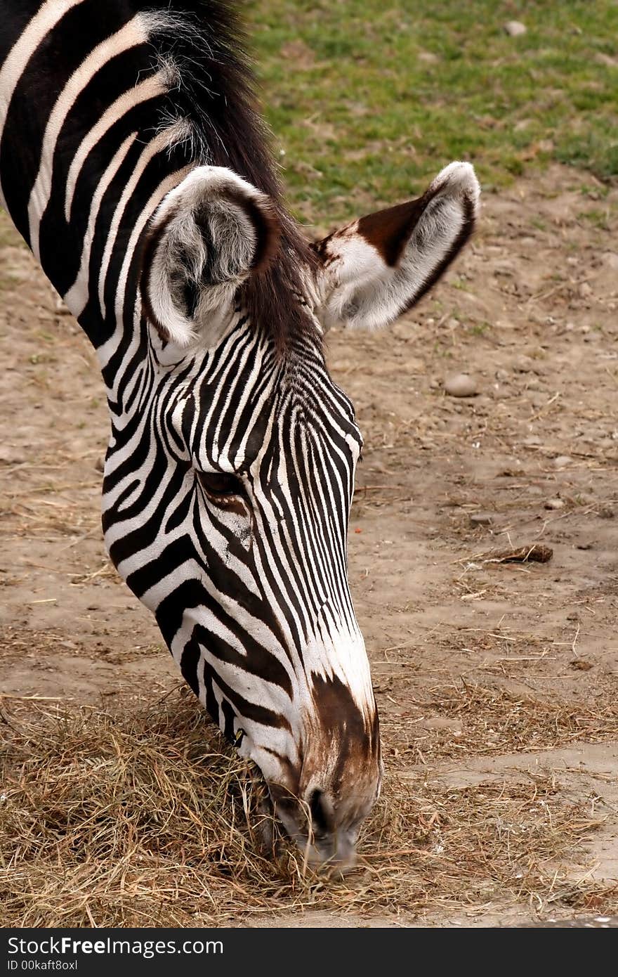 Close-up of zebra Equus grevyi(Zoo). Close-up of zebra Equus grevyi(Zoo)