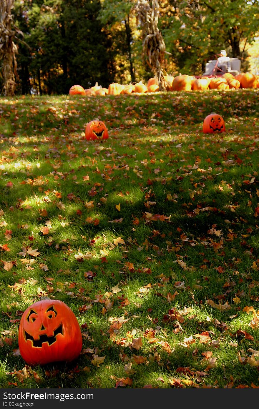 Pumpkins trying to escape from pumpking patch. Pumpkins trying to escape from pumpking patch