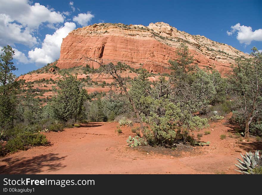 While northern Arizona is still desert, plenty of trees and plants call Sedona home. While northern Arizona is still desert, plenty of trees and plants call Sedona home.