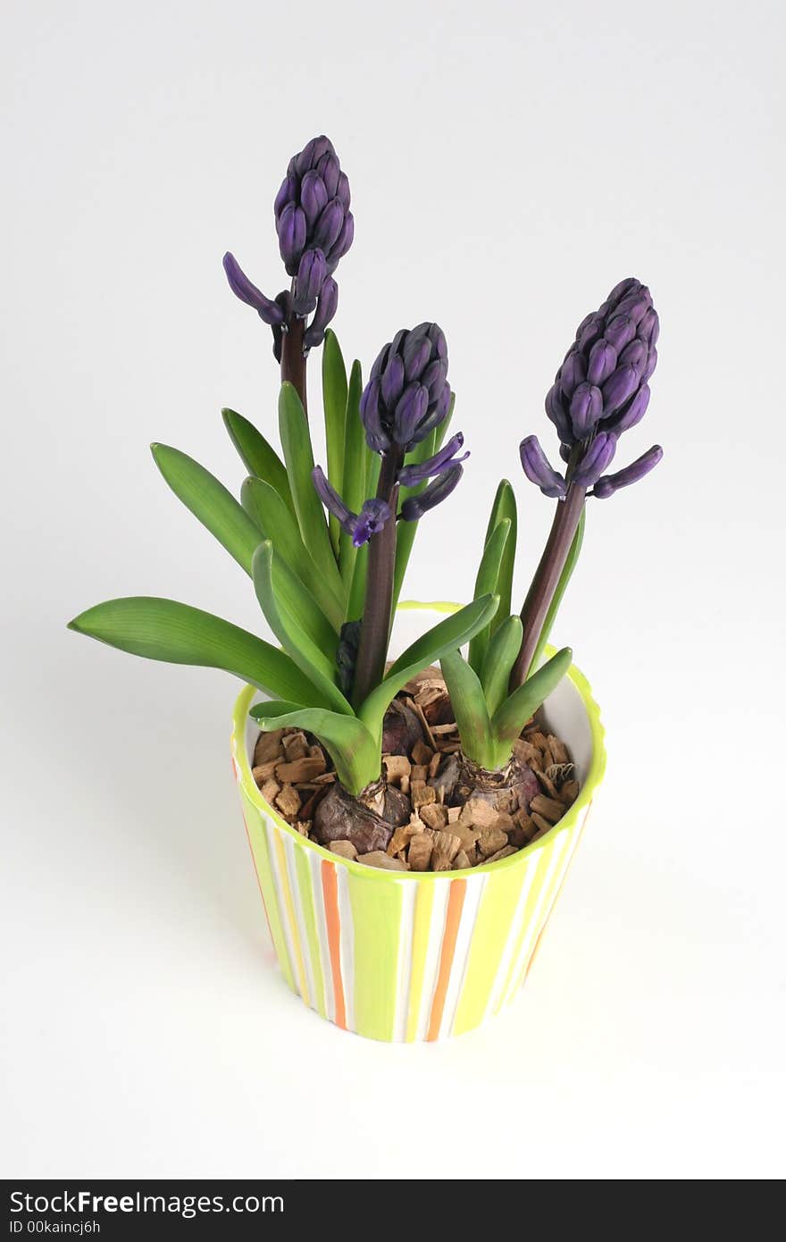 Blue hyacinths in the pot