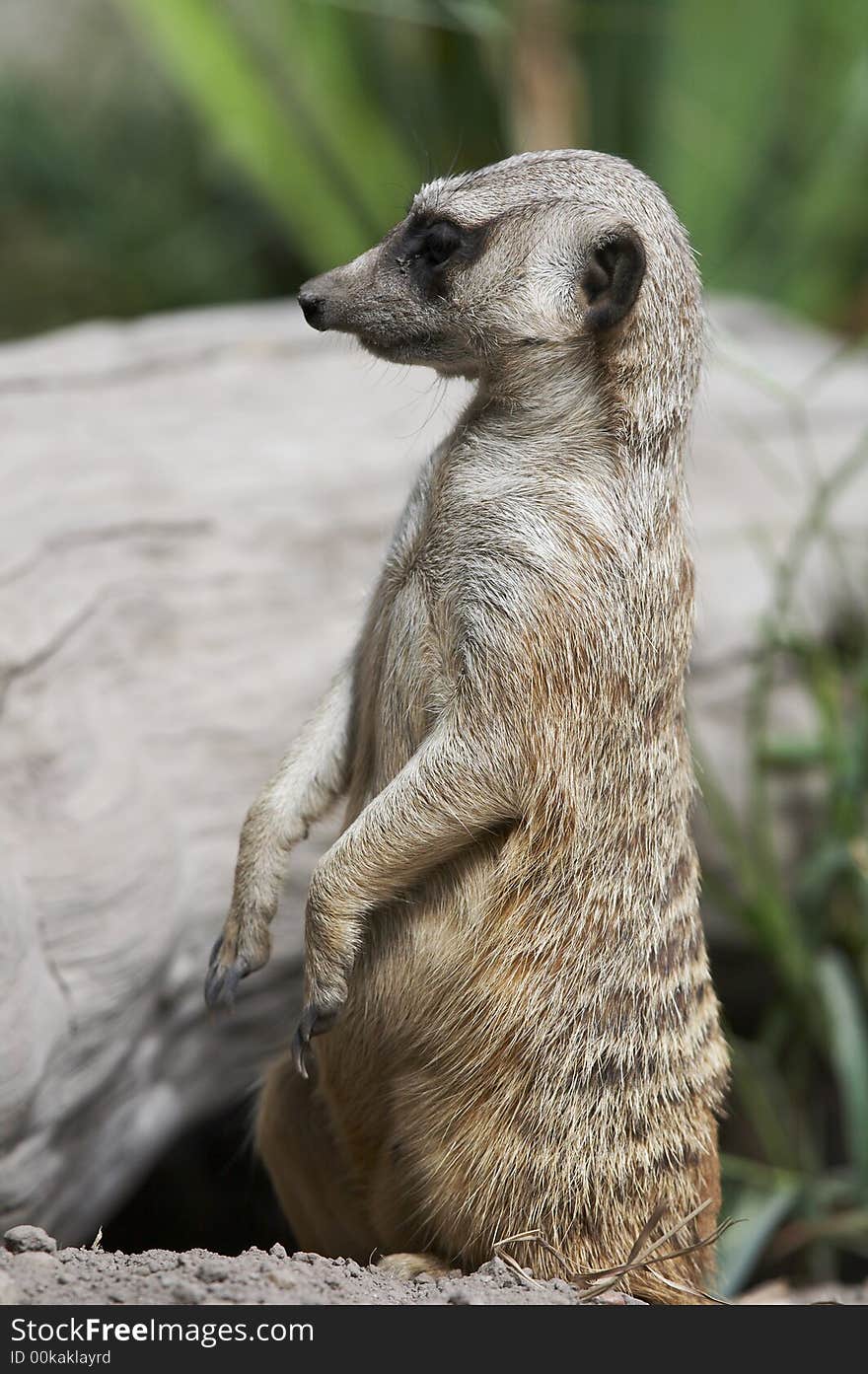 Meerkat standing and looking ahead. Meerkat standing and looking ahead