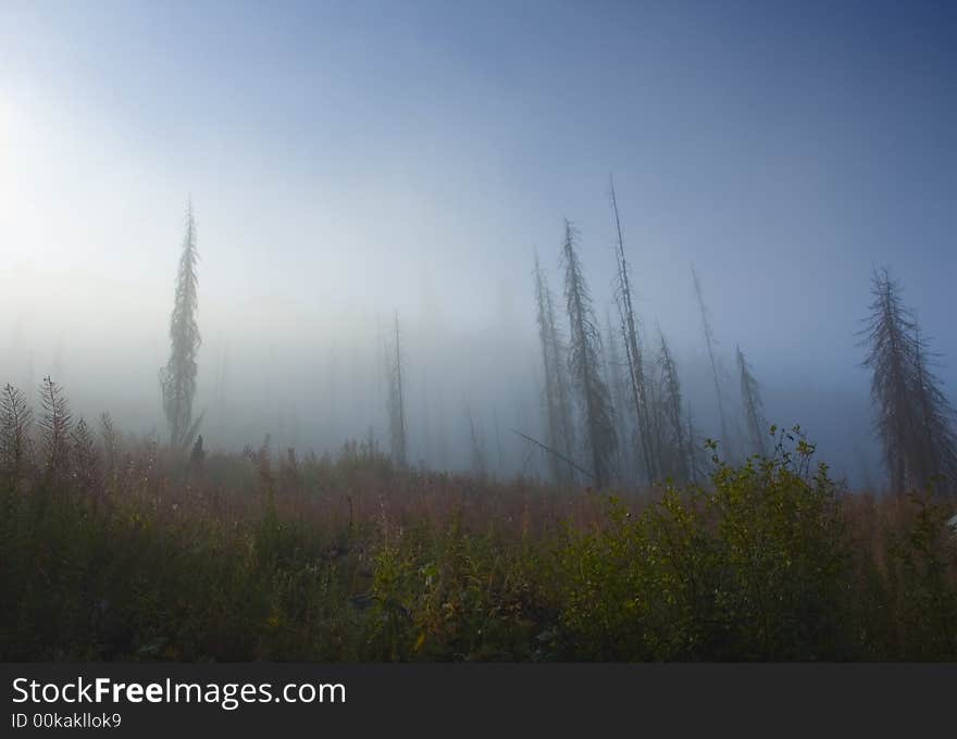 Foggy hillside