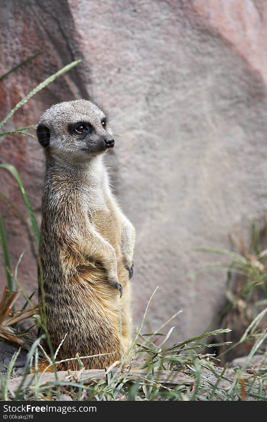 Meerkat standing and looking ahead. Meerkat standing and looking ahead