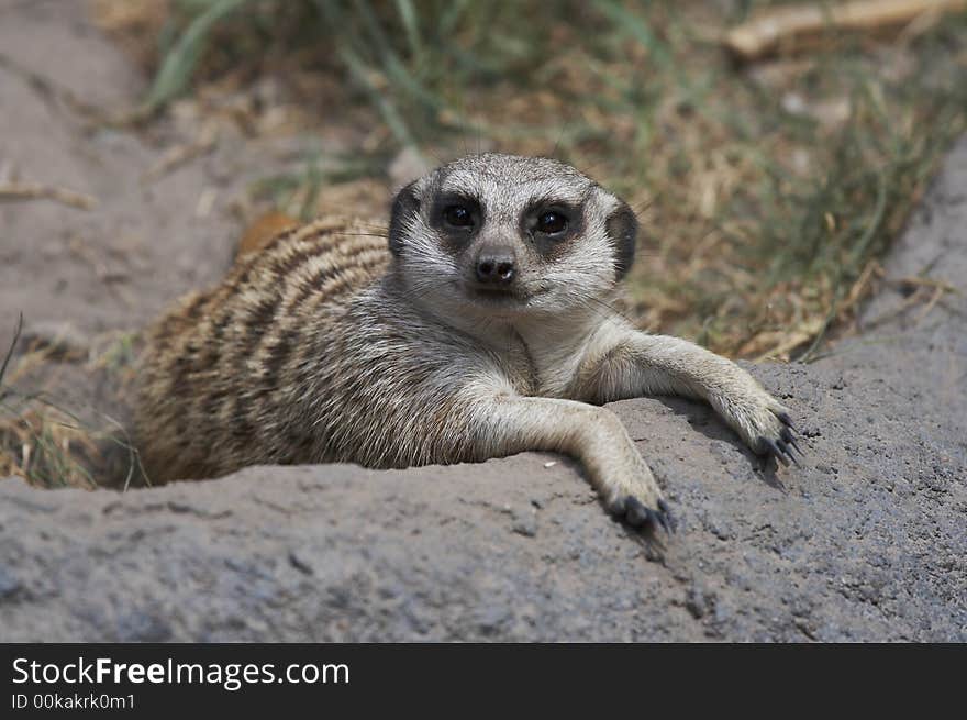 Meerkat relaxing on ground looking ahead