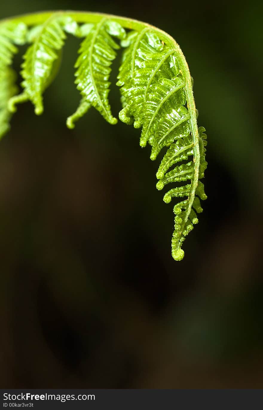 Tender Young Fern