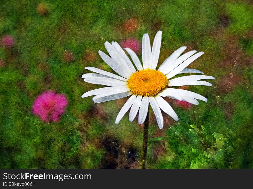 Beautiful daisy on green background with grunge metal texture. Beautiful daisy on green background with grunge metal texture