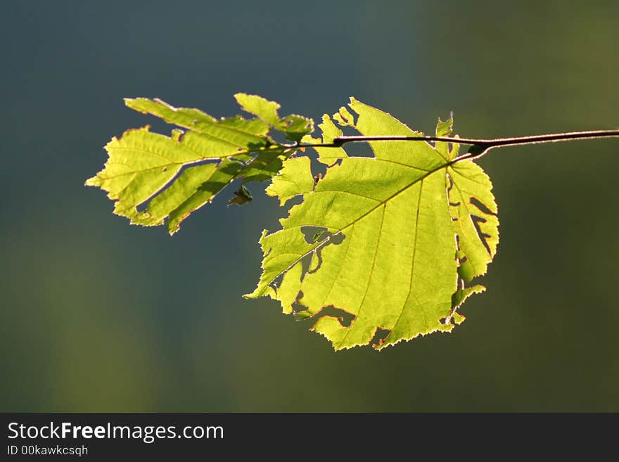 Torn leafs