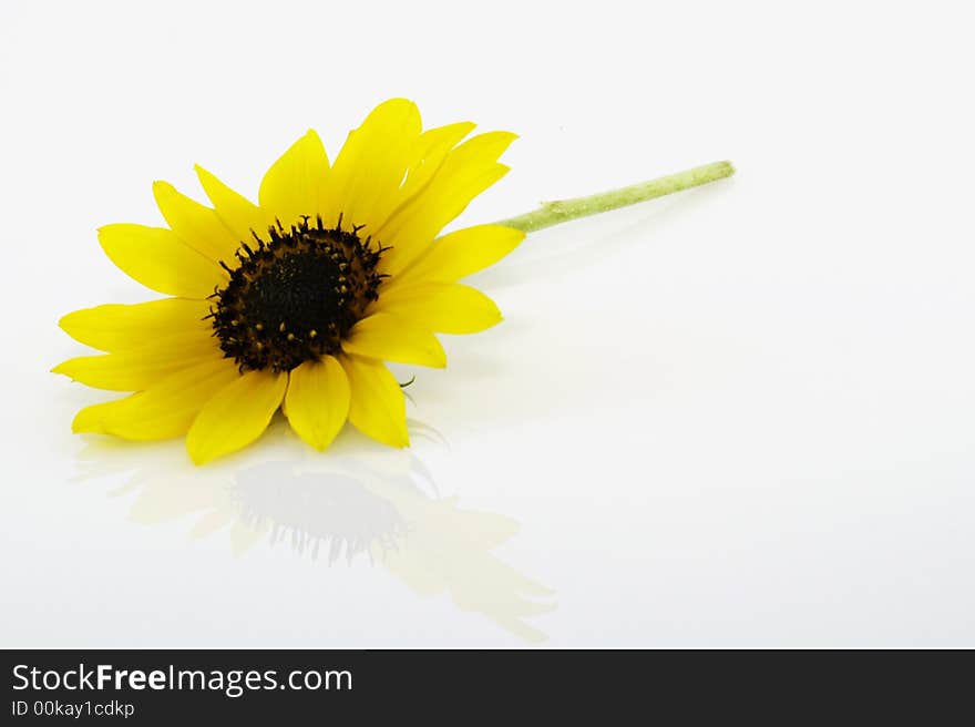 Easy to isolate sunlower with leaf on white background. Easy to isolate sunlower with leaf on white background