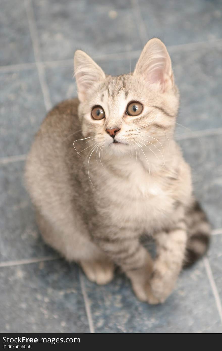 Sight of a small grey kitten