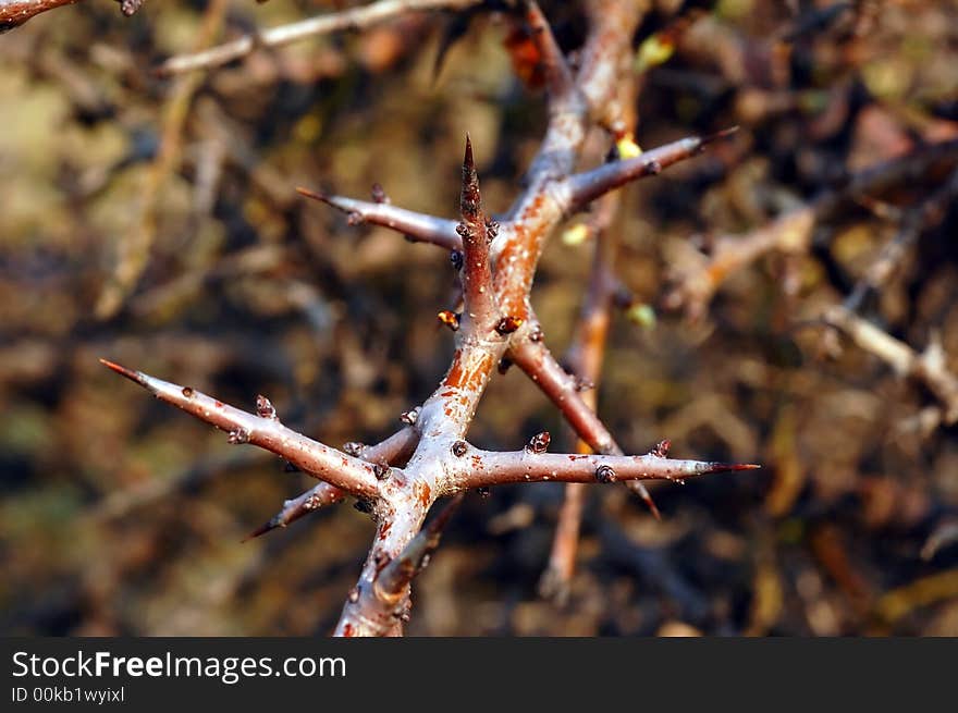 A tree covered with thorns