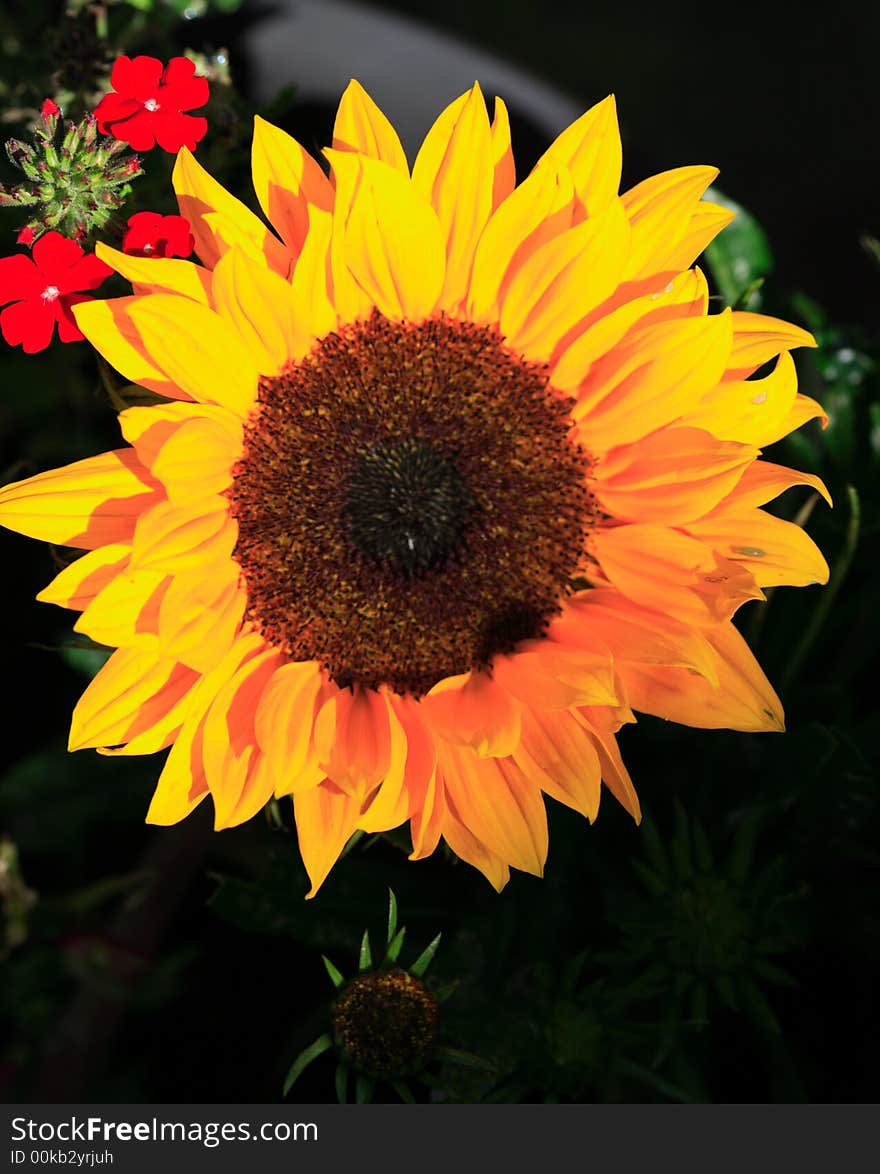 Bright yellow sunflower and tiny red flowers. Bright yellow sunflower and tiny red flowers
