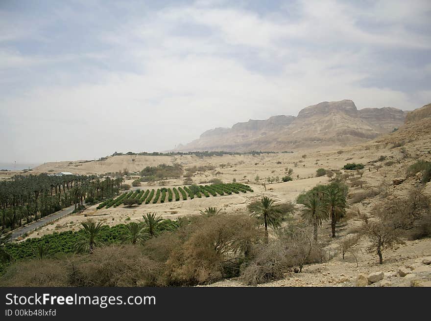 Vegetation in desert landscape dead sea region