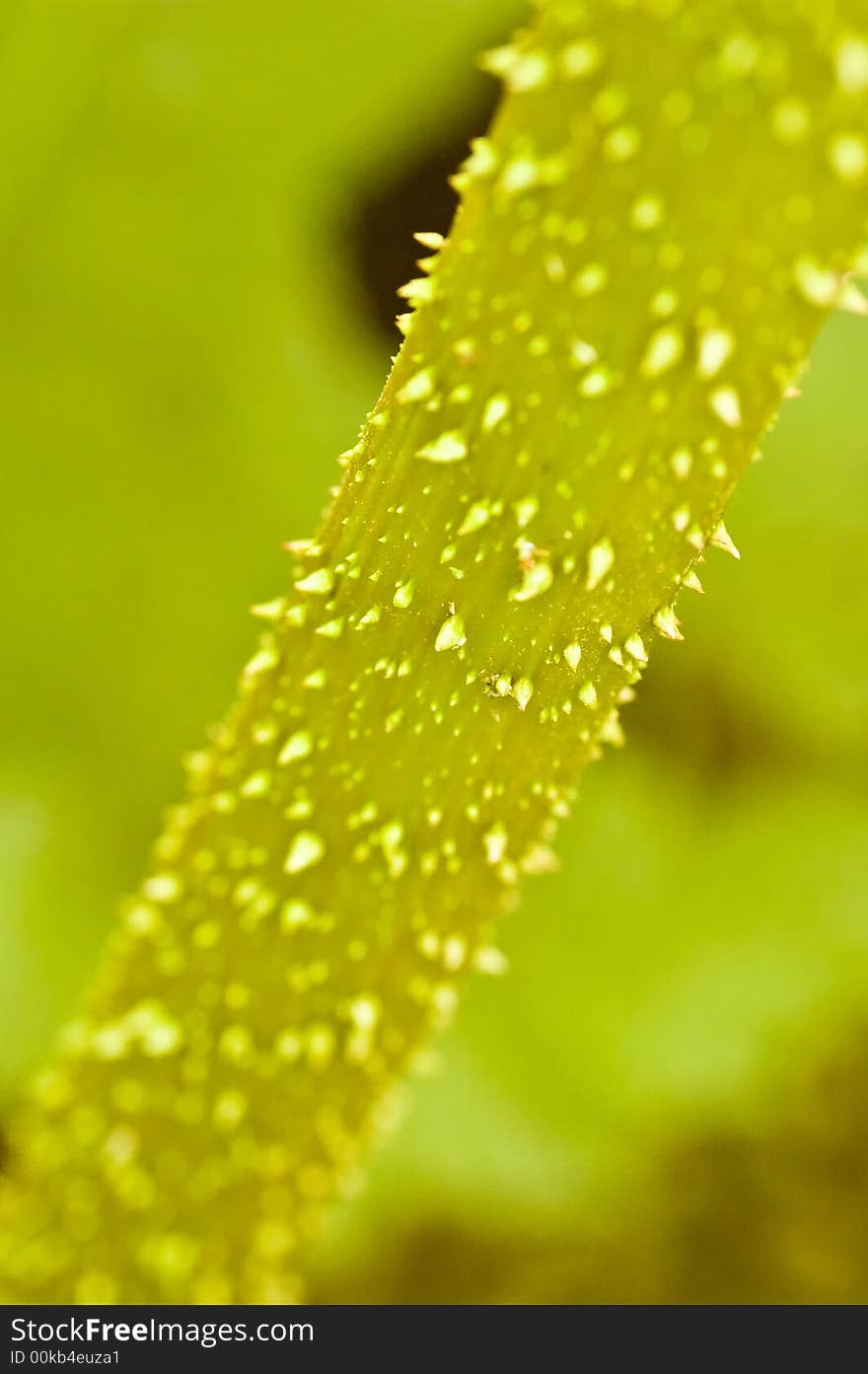 Macro shot of a a thorny plant stem. Macro shot of a a thorny plant stem