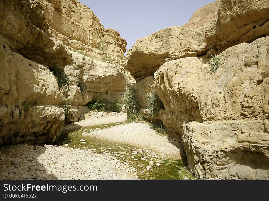 Desert oasis in the dead sea region