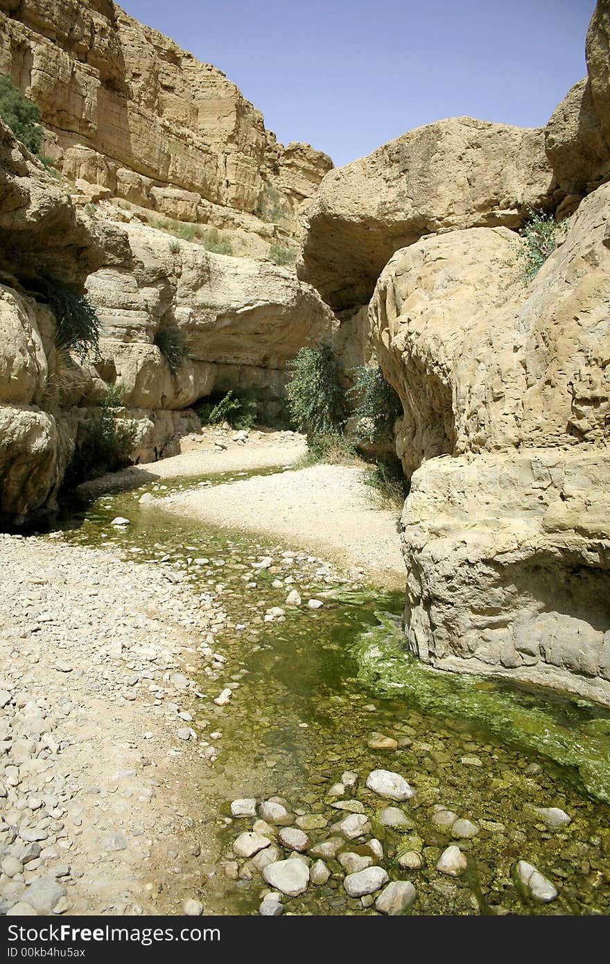 Desert oasis in the dead sea region