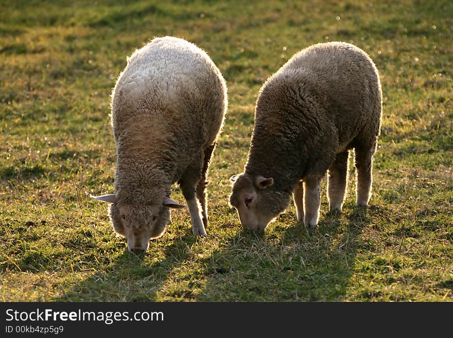 Two sheep grazing against shine of sunset. Two sheep grazing against shine of sunset