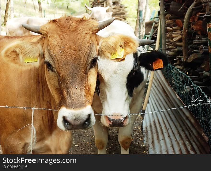 A couple of young bovines hoping to be free eventually. A couple of young bovines hoping to be free eventually