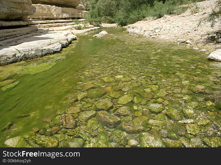 Desert oasis in the dead sea region