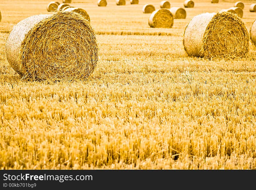 Bales of harvested straw rolled in the modern style. Bales of harvested straw rolled in the modern style