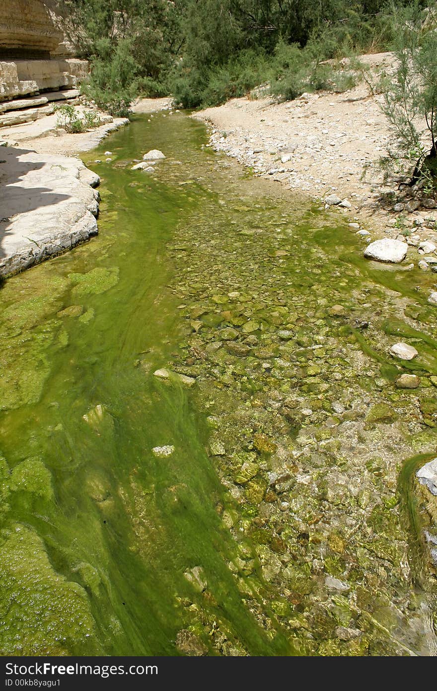 Desert oasis in the dead sea region