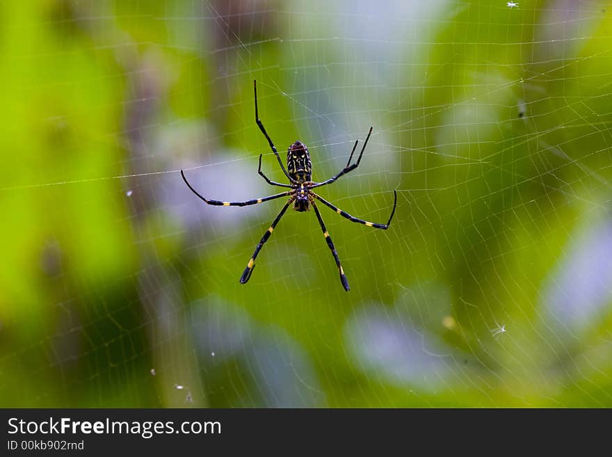 Spider and  its web,shot in afternoon. Spider and  its web,shot in afternoon