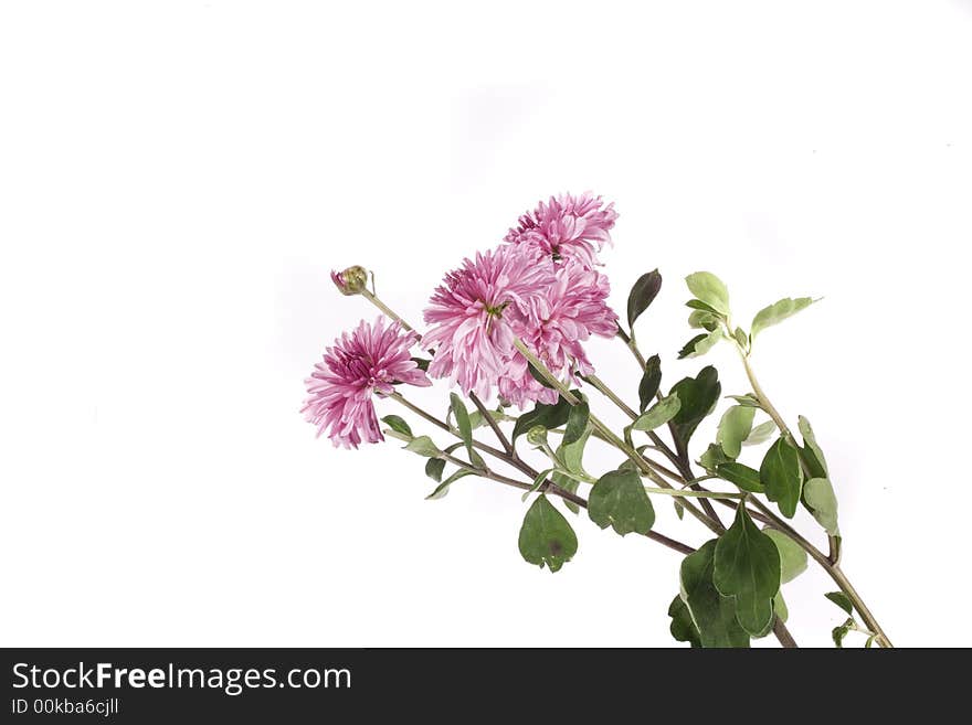 Fall flower on white background