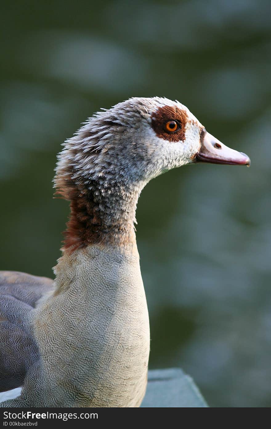 A Duck in Belgium, see the water