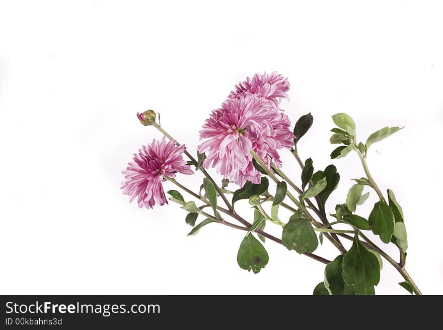 Fall flower on white background