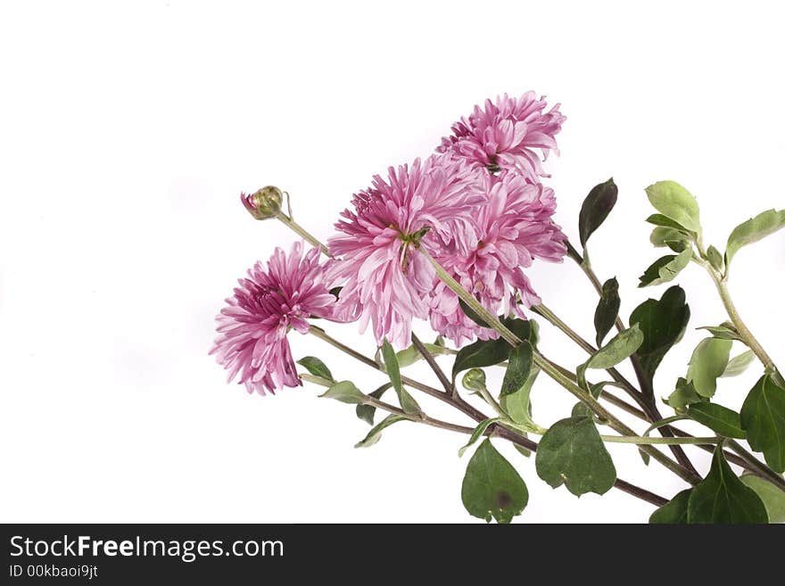 Fall flower on white background