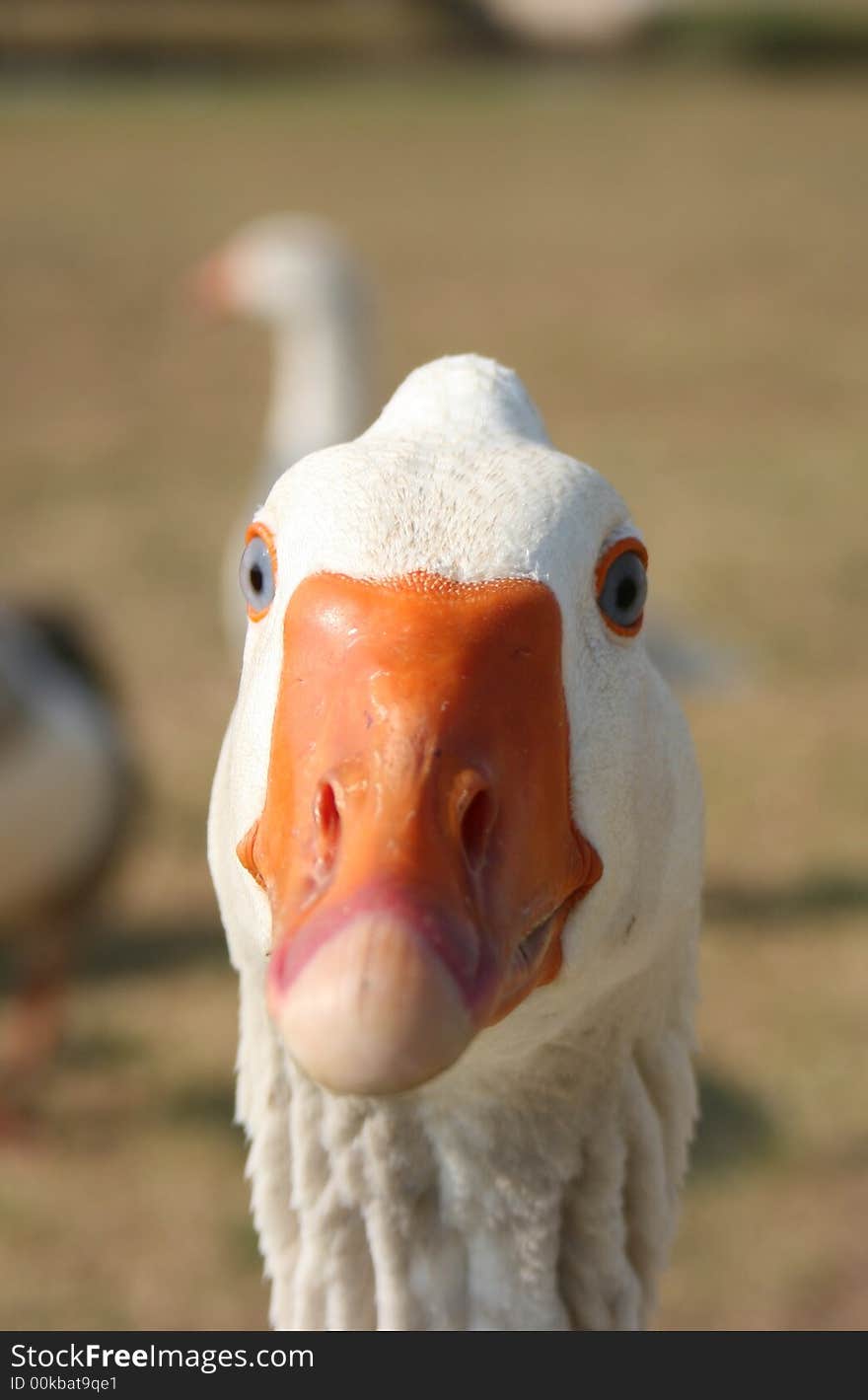 Headshot of a white goose. Headshot of a white goose