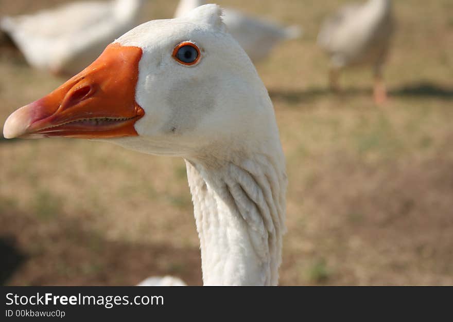 Nice photo of a goose face