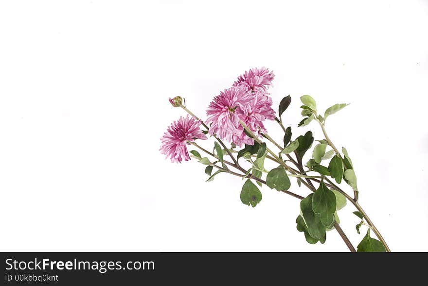 Fall flower on white background