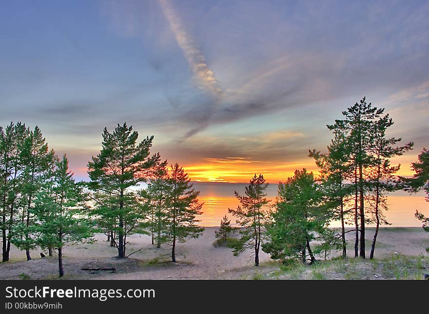 Sunset landscape with pines