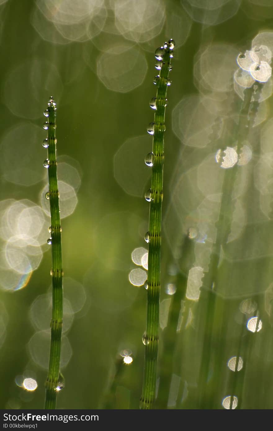 Morning dew