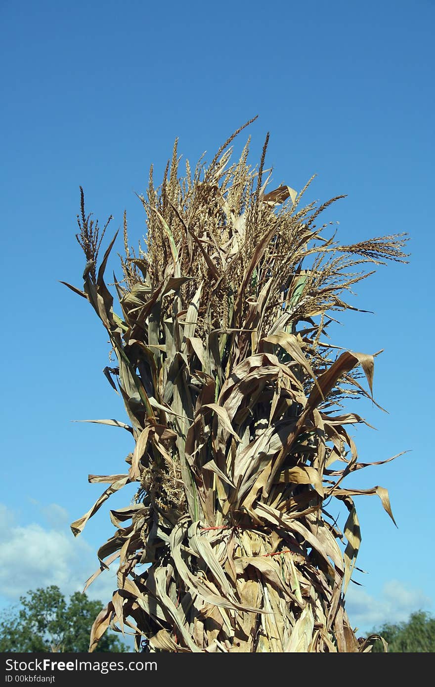 Cornstalks against a blue sky